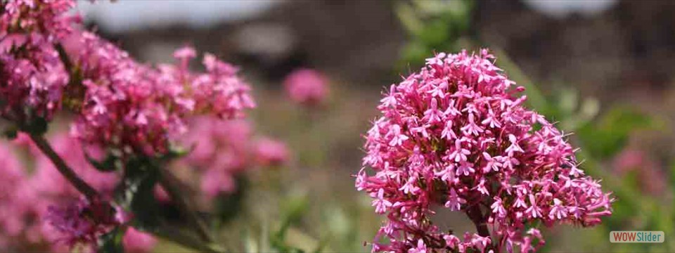 Blommor på Etna