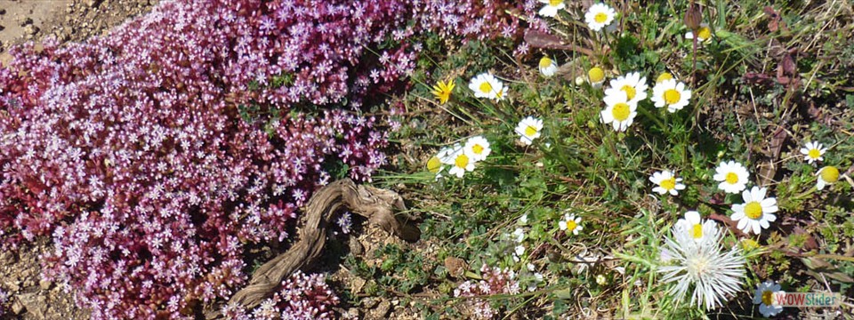 Naturreservatet Plemmirio